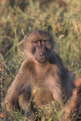 baboon