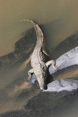 crocodile