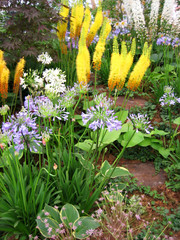 colorful flowers