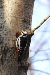 woodpecker