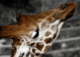 giraffe