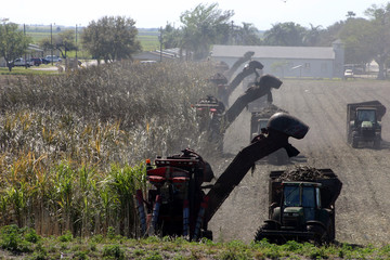 sugarcane