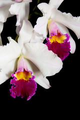 orchids flowers on black (cattleya sp)