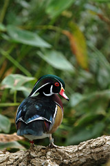 wood duck