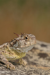 texas horned lizard