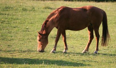 cheval dans la prairie