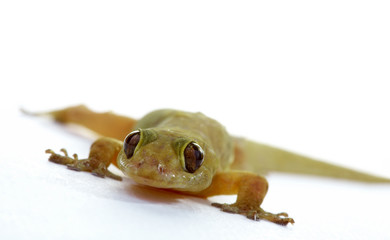 gecko