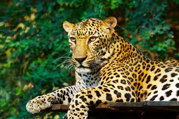 Foto op Plexiglas Panter luipaardkat