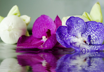 Fototapeta na wymiar two orchids