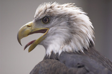 bald eagle