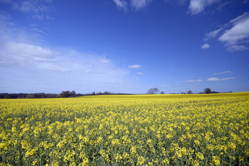 Obraz premium rape field in denmark