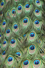 Obraz premium peacock feathers pattern