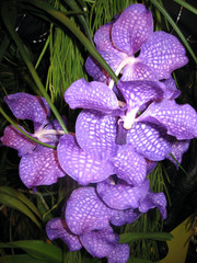 orchidea maculata