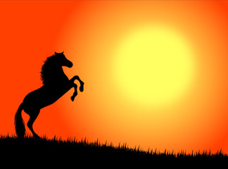 cavallo nel tramonto