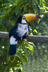 tucano