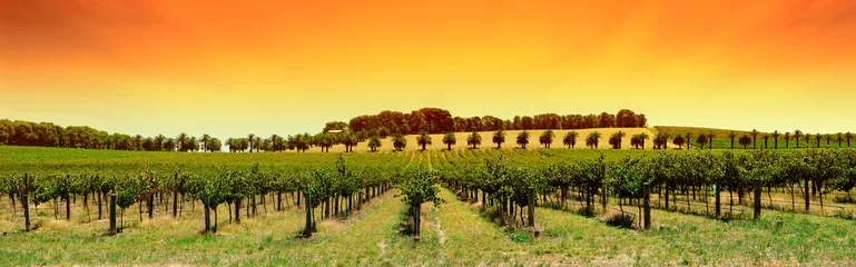 Wandcirkels tuinposter wijngaard panorama zonsondergang © Kwest