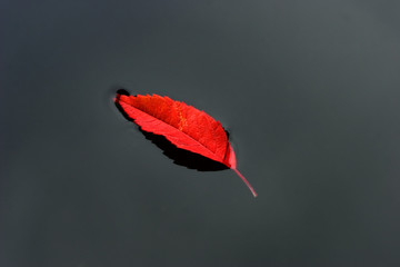 floating leaf
