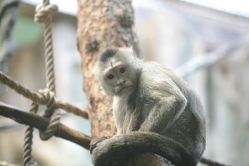 gray monkey