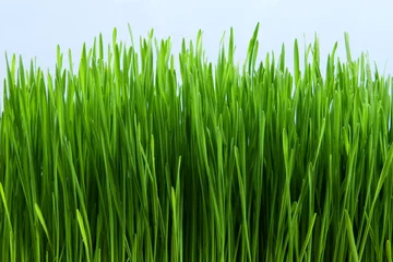 Foto op Plexiglas Lente green grass