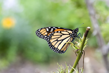 Fototapeta na wymiar motyl monarcha