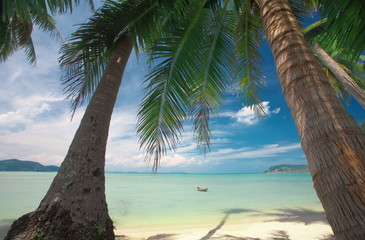 Naklejka premium palms and boat