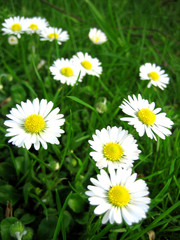 white daisies