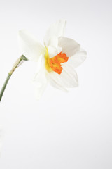 white daffodil