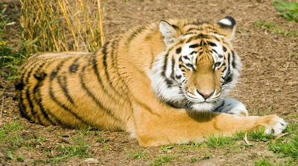amur tiger
