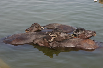 Fototapeta premium cows washing