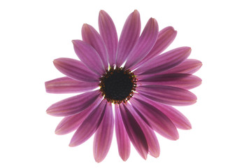 Obraz premium flower