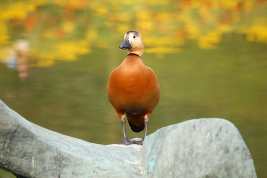 canard roux sur fond automnal