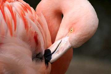 Fototapeta premium flamant rose