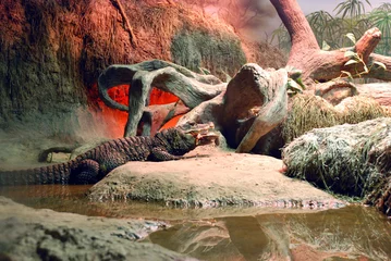 Photo sur Aluminium Crocodile crocodile mange une tortue