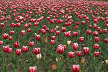 tulips field iii