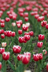 tulips field i