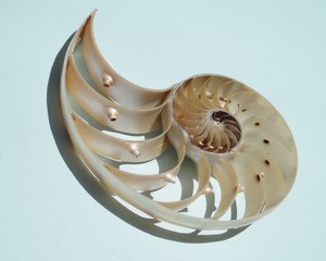 shell cutaway 01
