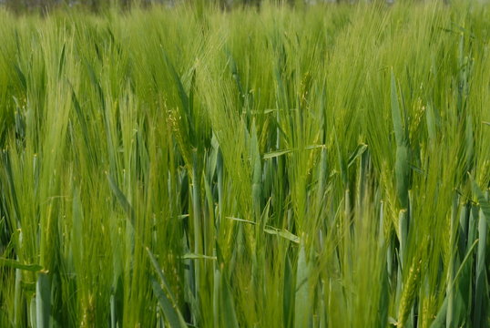 epis de ble vert