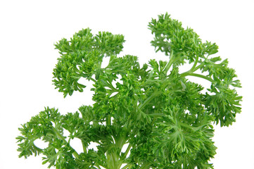close up of fresh parsley