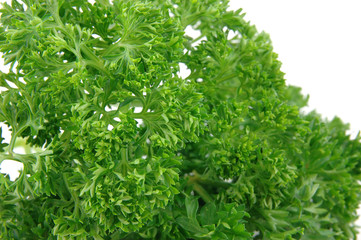 close up of fresh parsley