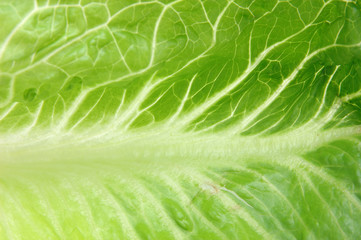 close up of romaine lettuce