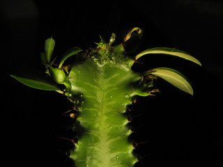 green cactus