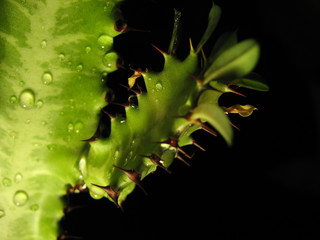 green cactus