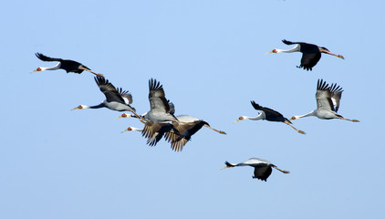 white-naped crane