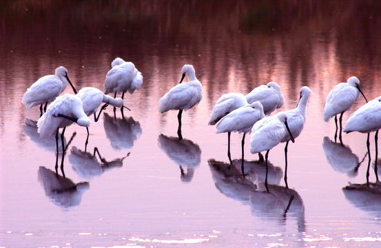 Eurasian Spoonbill