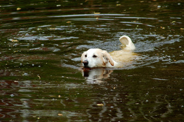 im wasser apportieren