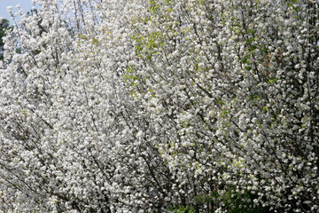 bradford pear blossoms