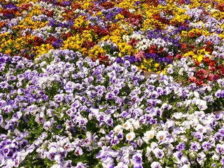 colorful flowers background