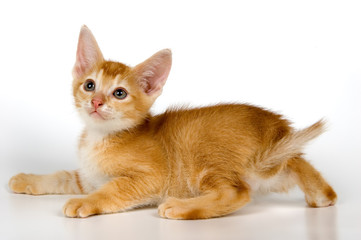 kitten in studio