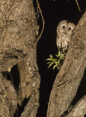 owl