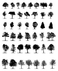Obraz premium trees isolated on white background